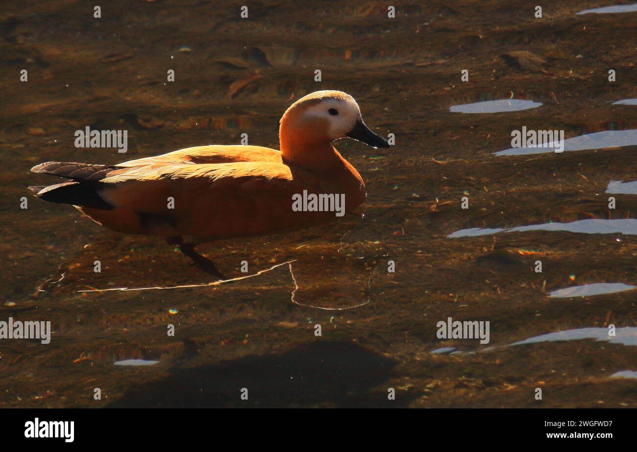 bellissimo uccello migratorio ruddy shelduck o brahminy duck (tadorna ferruginea) che nuota nel lago chupi o chupir char, riserva ornitologica di purbasthali, india Foto Stock