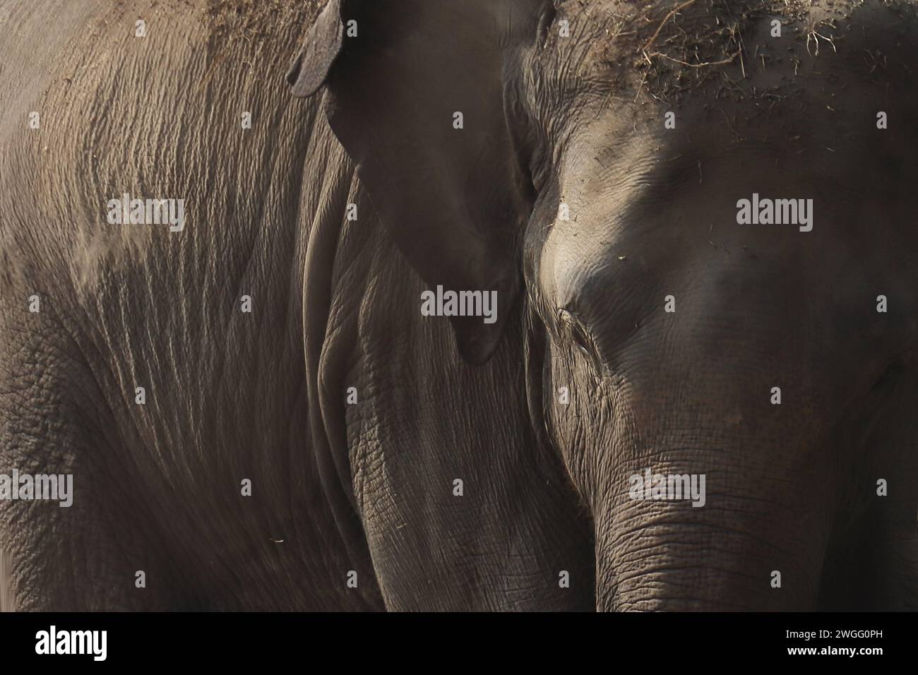 primo piano di un bellissimo ed enorme elefante indiano (elephas maximus indicus) nel parco nazionale di kaziranga, assam, nel nord-est dell'india Foto Stock
