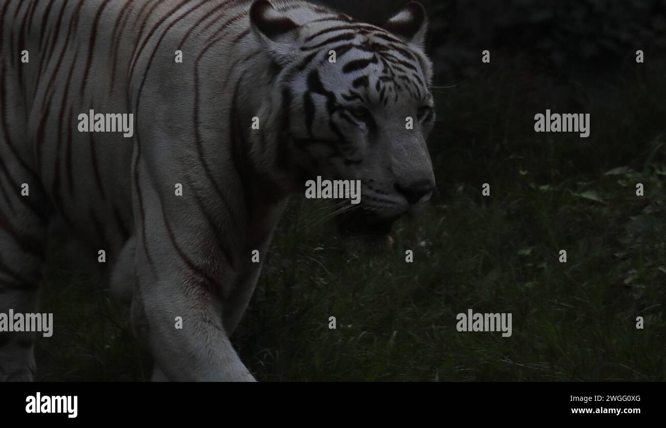 tigre del bengala (panthera tigris) di colore bianco molto raro e minacciato con sfondo scuro e sfocato Foto Stock