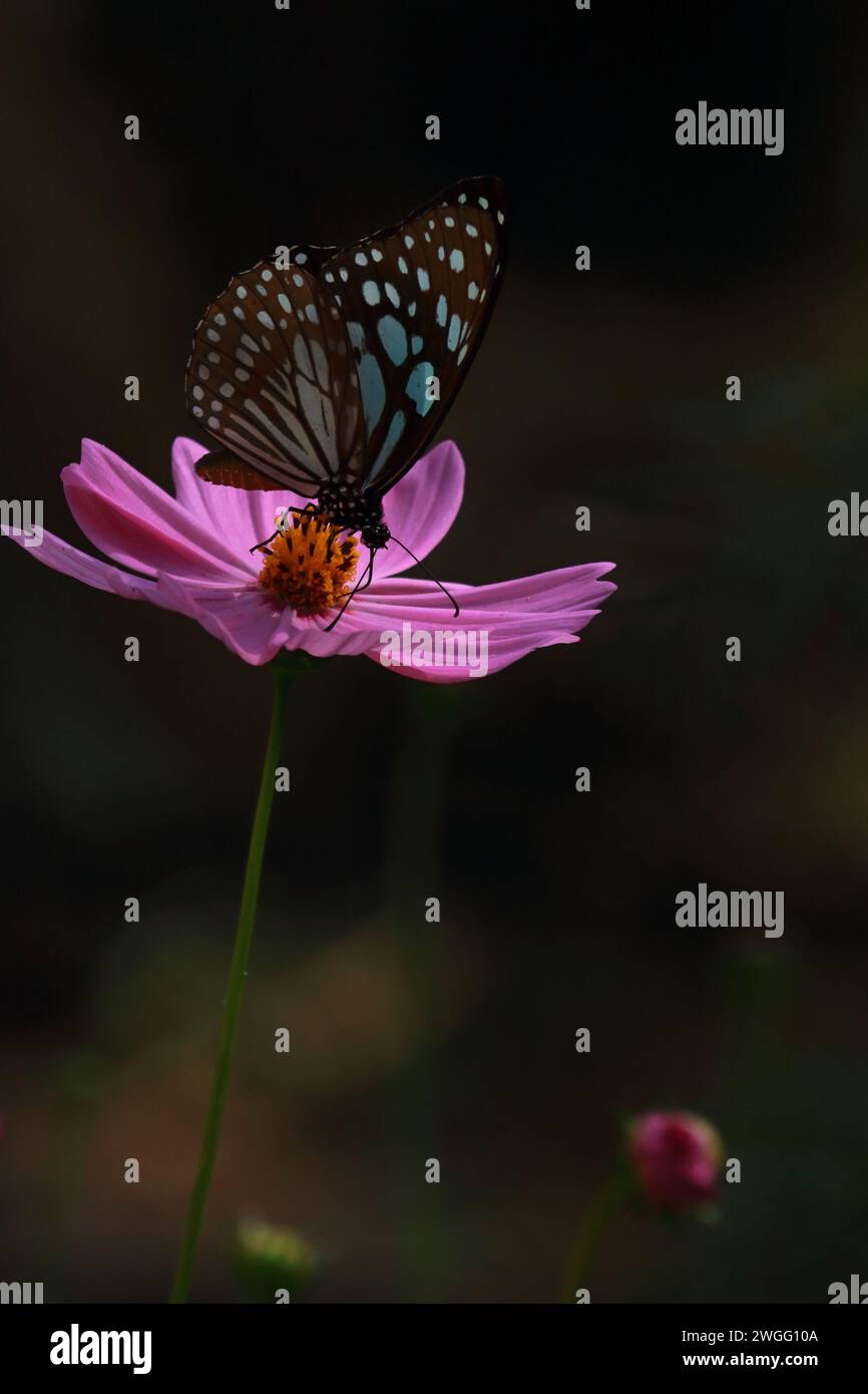 bella farfalla tigre blu o limniace tirumala su fiore cosmo e impollinazione del fiore in giardino, stagione primaverile Foto Stock