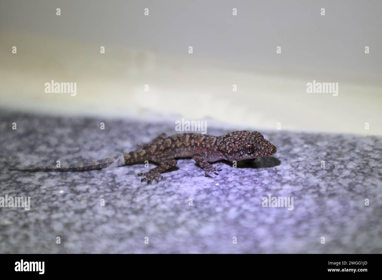 Afrikanischer Hausgecko / Moreau's Tropical House gecko o afro-American House gecko / Hemidactylus mabouia Foto Stock