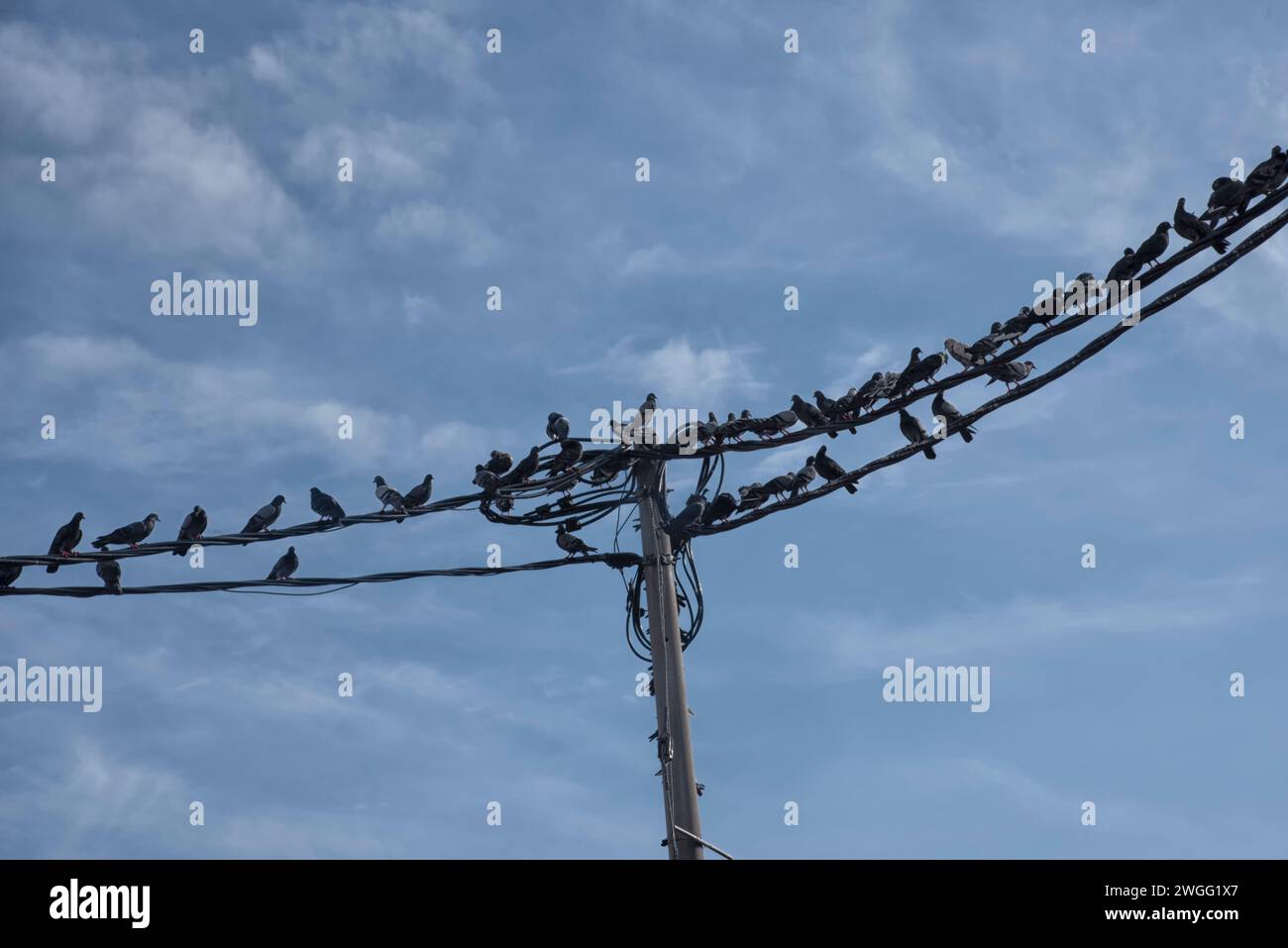 stormo di piccioni appesi intorno al palo della strada elettrica. Foto Stock