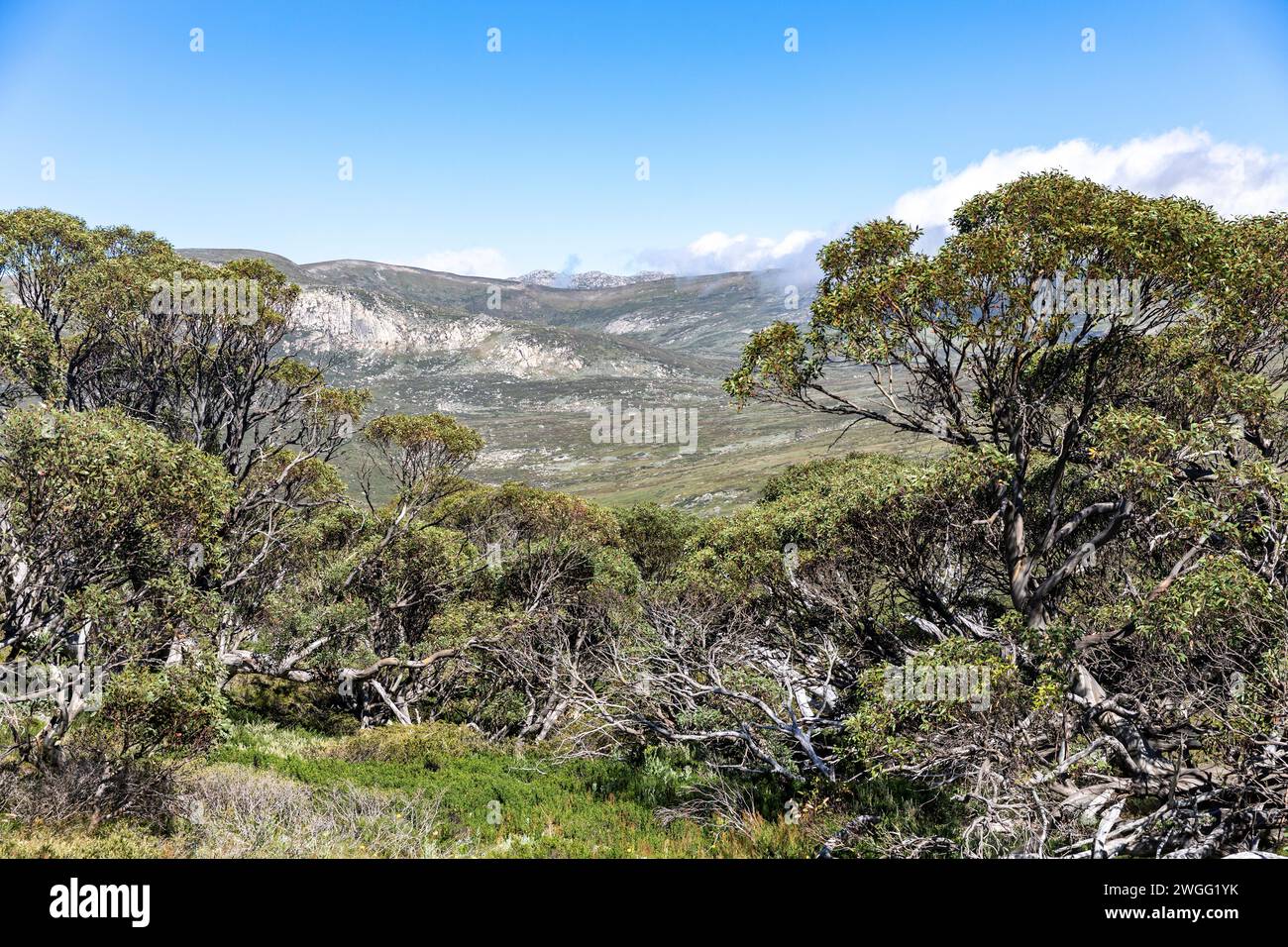 Australia, paesaggio del Parco Nazionale di Kosciusko nel nuovo Galles del Sud, paesaggio alpino in estate, vista sulla valle e area intorno al Monte Kosciusko Foto Stock