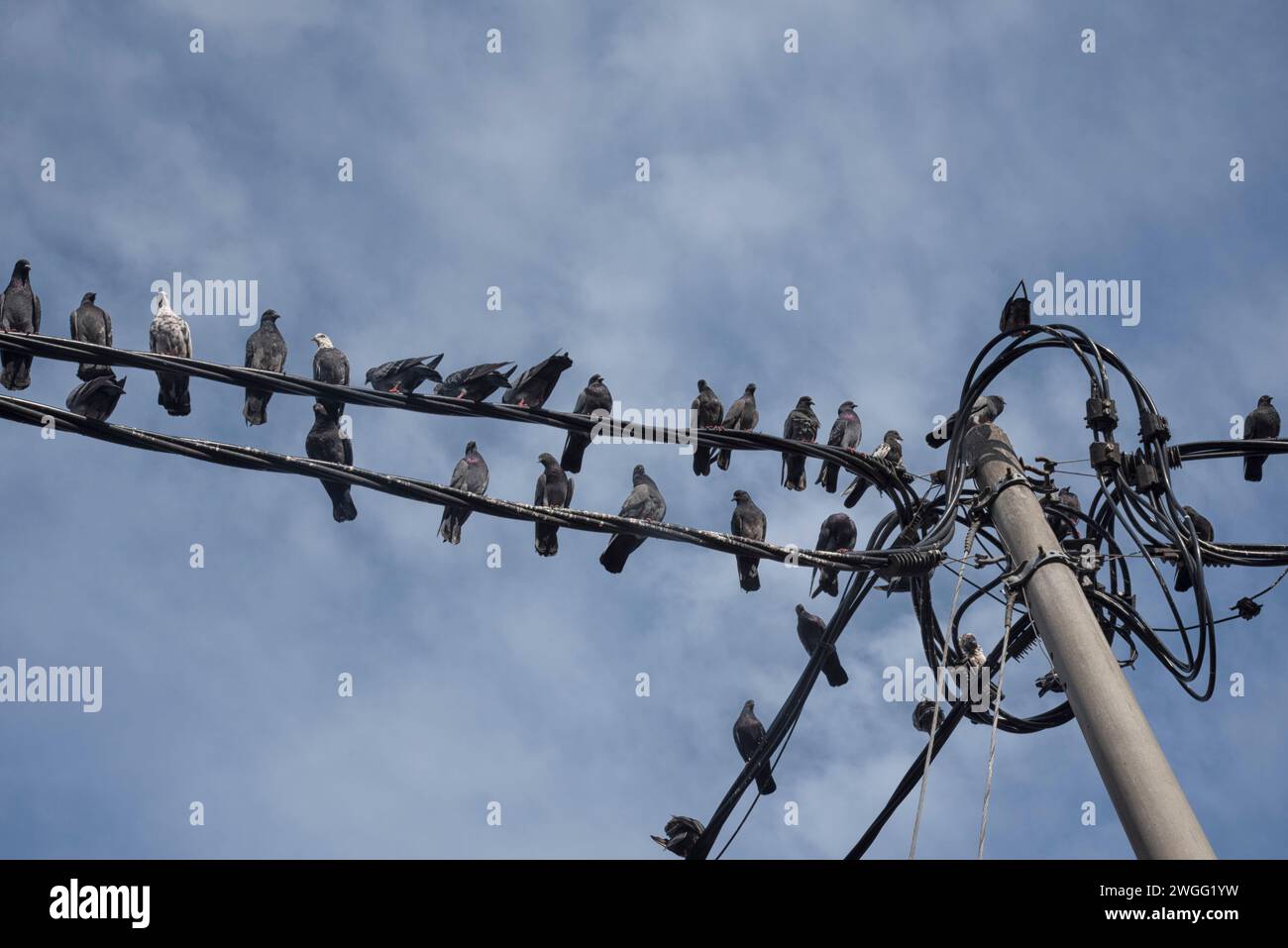 stormo di piccioni appesi intorno al palo della strada elettrica. Foto Stock