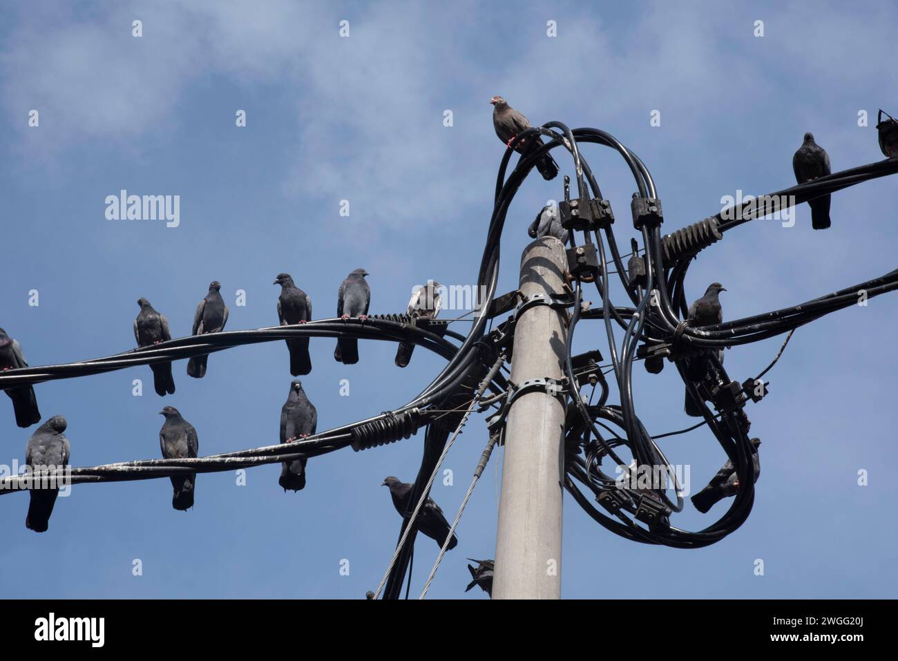 stormo di piccioni appesi intorno al palo della strada elettrica. Foto Stock