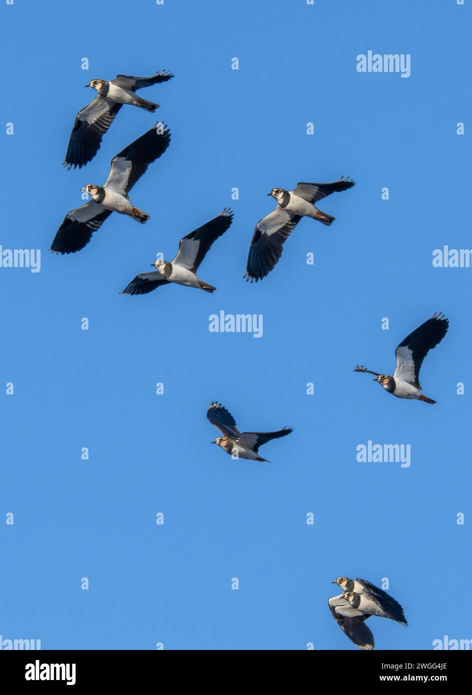 Stormo di lapali settentrionali, Vanellus vanellus, in volo la mattina d'inverno. Somerset. Foto Stock