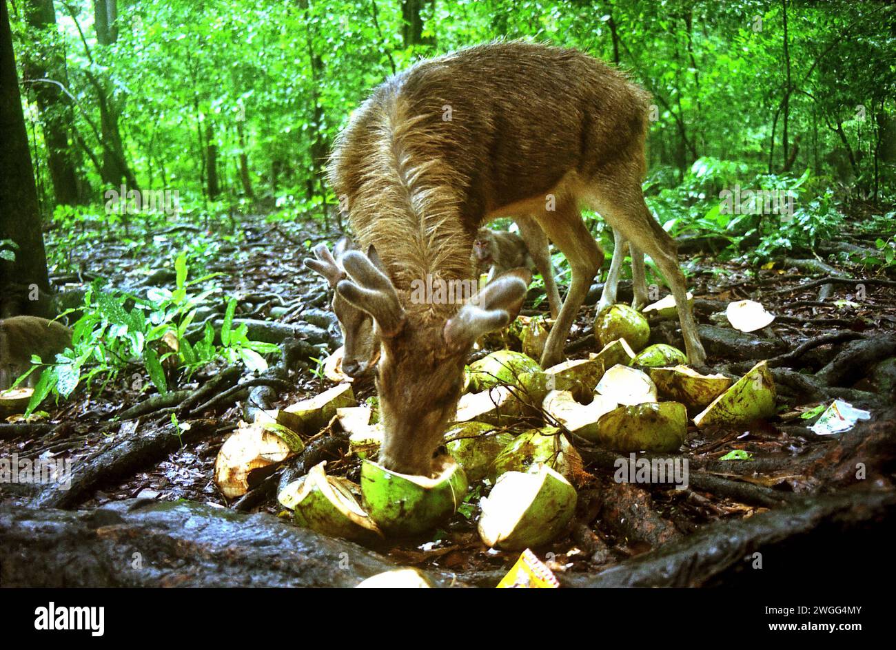 Habituated Javan rusa (Rusa timorensis), due individui che sono il risultato della traslocazione della fauna selvatica, foraggiano per il cibo in una discarica vicino a un rifugio per l'ecoturismo nell'isola di Peucang, nel Parco Nazionale di Ujung Kulon, Pandeglang, Banten, Indonesia. Foto Stock