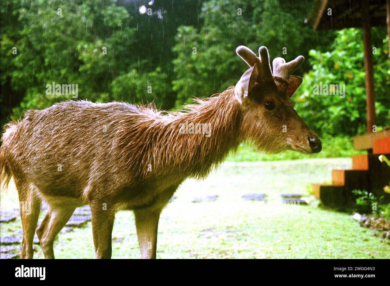 Una rusa di Giava abituata (Rusa timorensis), a seguito del trasferimento di fauna selvatica, foraggio per cibo di fronte a un rifugio ecoturistico nell'isola di Peucang, nel parco nazionale di Ujung Kulon, Pandeglang, Banten, Indonesia. Foto Stock