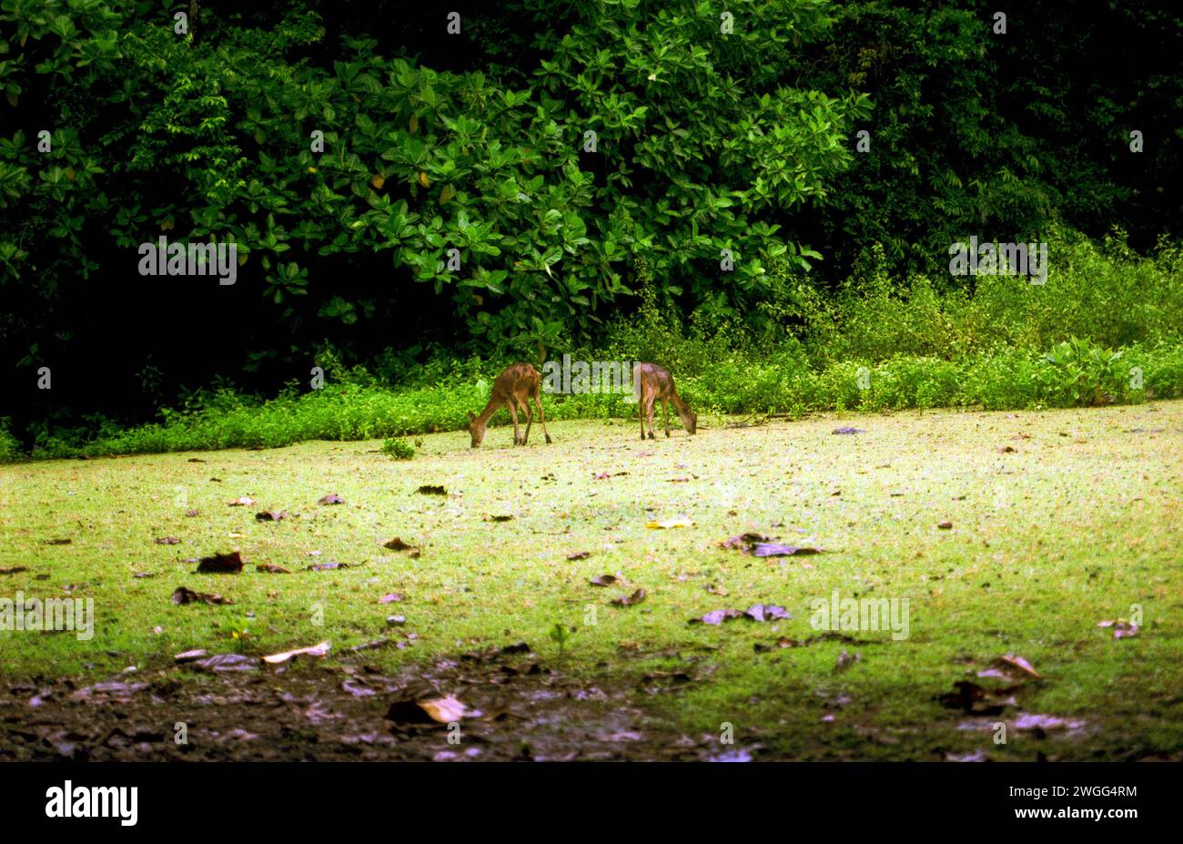 Habituated Javan rusa (Rusa timorensis), due individui che sono il risultato di traslocazione della fauna selvatica, foraggio per cibo in un campo erboso vicino a un rifugio di ecoturismo nell'isola di Peucang, nel Parco Nazionale di Ujung Kulon, Pandeglang, Banten, Indonesia. Foto Stock