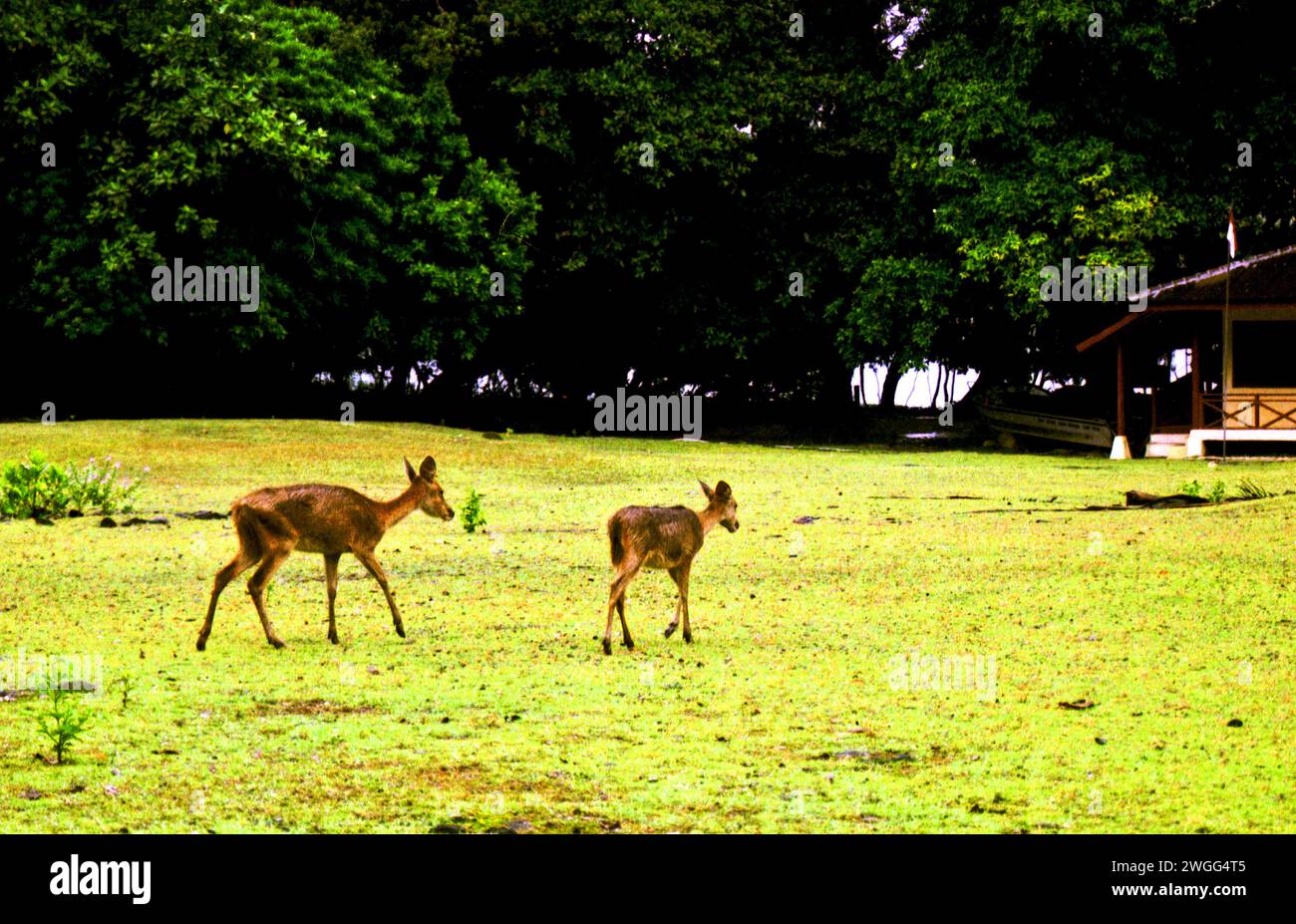 Habituated Javan rusa (Rusa timorensis), due individui che sono il risultato di traslocazione della fauna selvatica, foraggio per cibo in un campo erboso vicino a un rifugio di ecoturismo nell'isola di Peucang, nel Parco Nazionale di Ujung Kulon, Pandeglang, Banten, Indonesia. Foto Stock