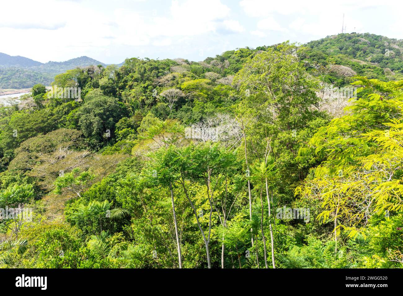 Vista della foresta pluviale dal Teleferico Aerial tram, Soberania National Park, Canalera de Gamboa, Panama City, Panama Province, Repubblica di Panama Foto Stock