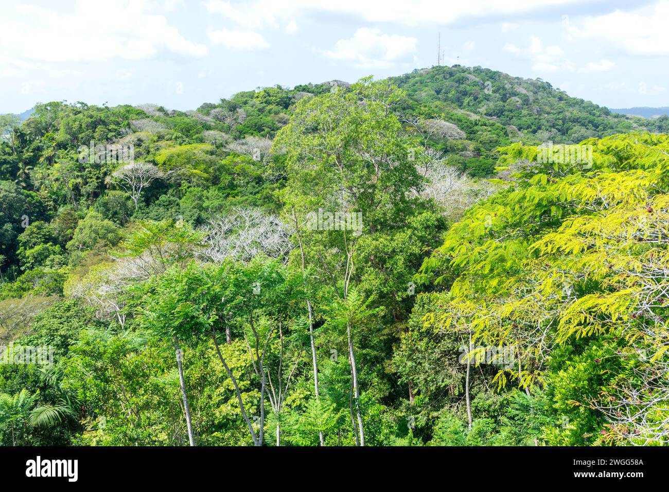 Vista della foresta pluviale dal Teleferico Aerial tram, Soberania National Park, Canalera de Gamboa, Panama City, Panama Province, Repubblica di Panama Foto Stock
