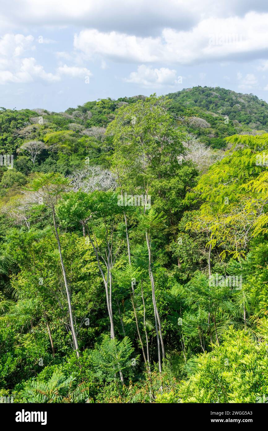 Vista della foresta pluviale dal Teleferico Aerial tram, Soberania National Park, Canalera de Gamboa, Panama City, Panama Province, Repubblica di Panama Foto Stock