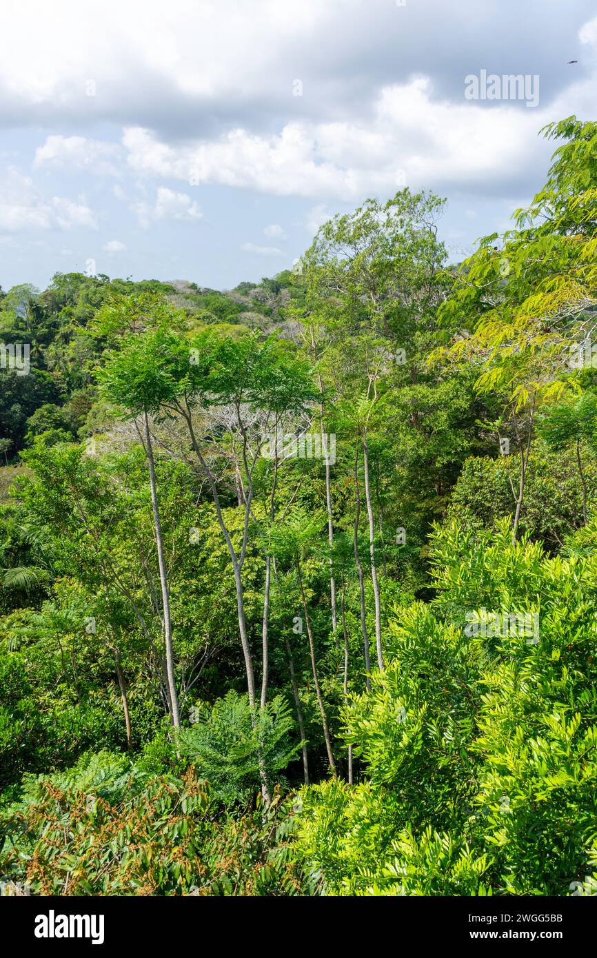Vista della foresta pluviale dal Teleferico Aerial tram, Soberania National Park, Canalera de Gamboa, Panama City, Panama Province, Repubblica di Panama Foto Stock
