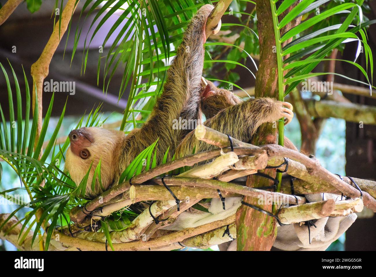 Un bradipo a due dita (Choloepus hoffmanni) nel recinto del Parco Nazionale di Soberania, Canalera de Gamboa, Panama City, Provincia di Panama, Repubblica di Panama Foto Stock