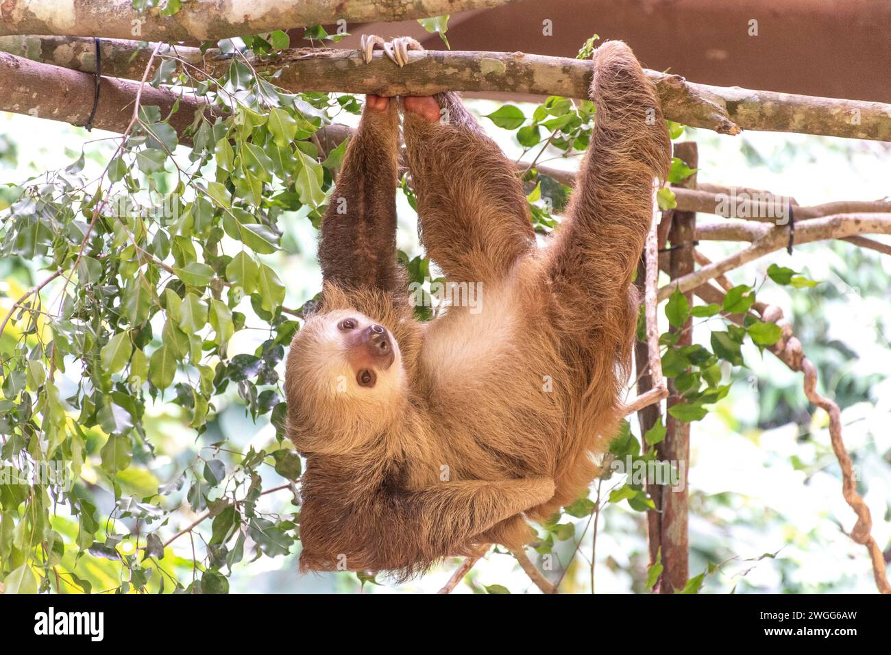 Un bradipo a due dita (Choloepus hoffmanni) nel recinto del Parco Nazionale di Soberania, Canalera de Gamboa, Panama City, Provincia di Panama, Repubblica di Panama Foto Stock