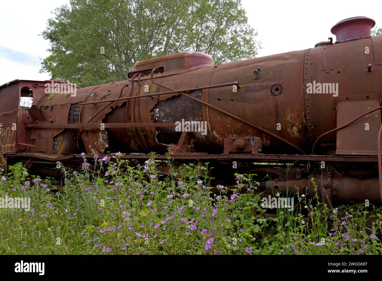 Una locomotiva a vapore Breda, abbandonata e dismessa, costruita nel 1951, presso l'ex stazione di Vartholomio, Peloponneso, Grecia Foto Stock