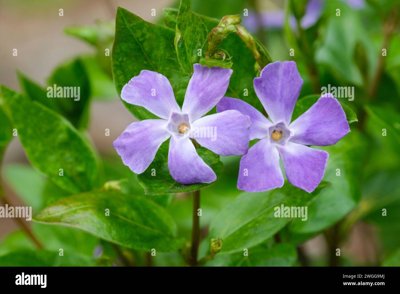 Vinca Major reticulata, periwinkle, fiori viola con ampi petali Foto Stock