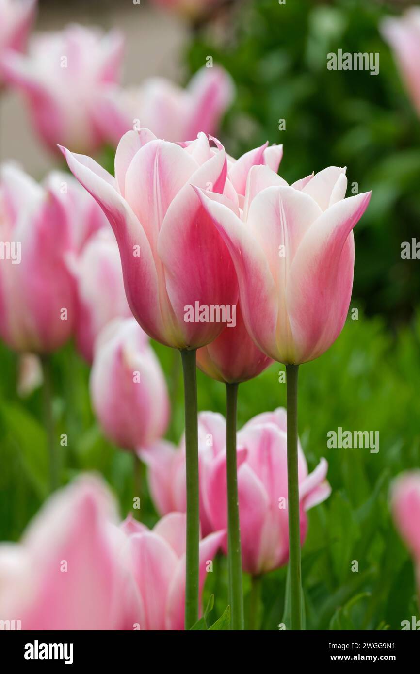 Tulipa Sanne, tulipani Sanne, sfumature pastello che maturano in sfumature di rosa Foto Stock