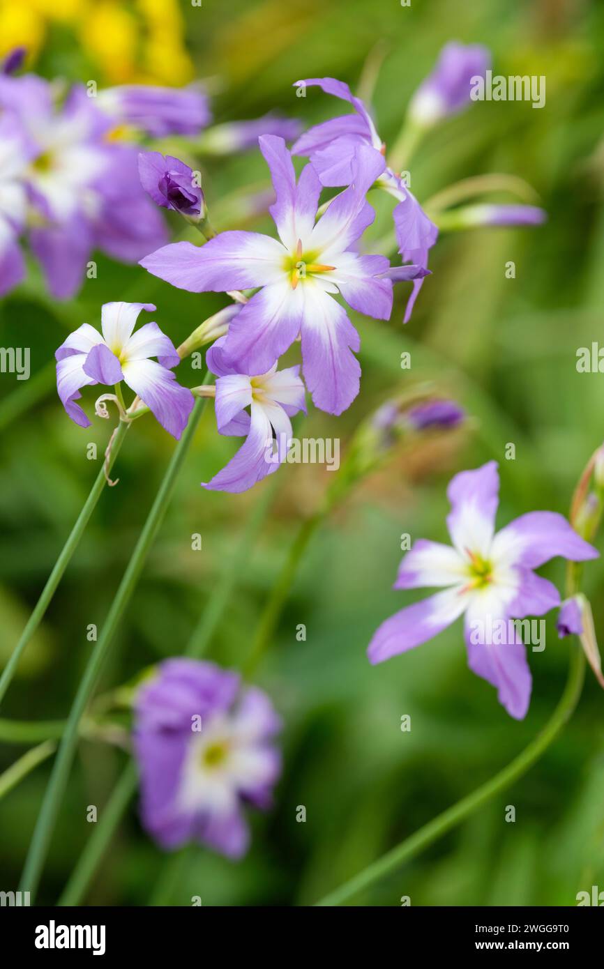 Leucocoryne coquimbensis, Gloria del sole, fiori blu o viola, centro bianco verdastro Foto Stock