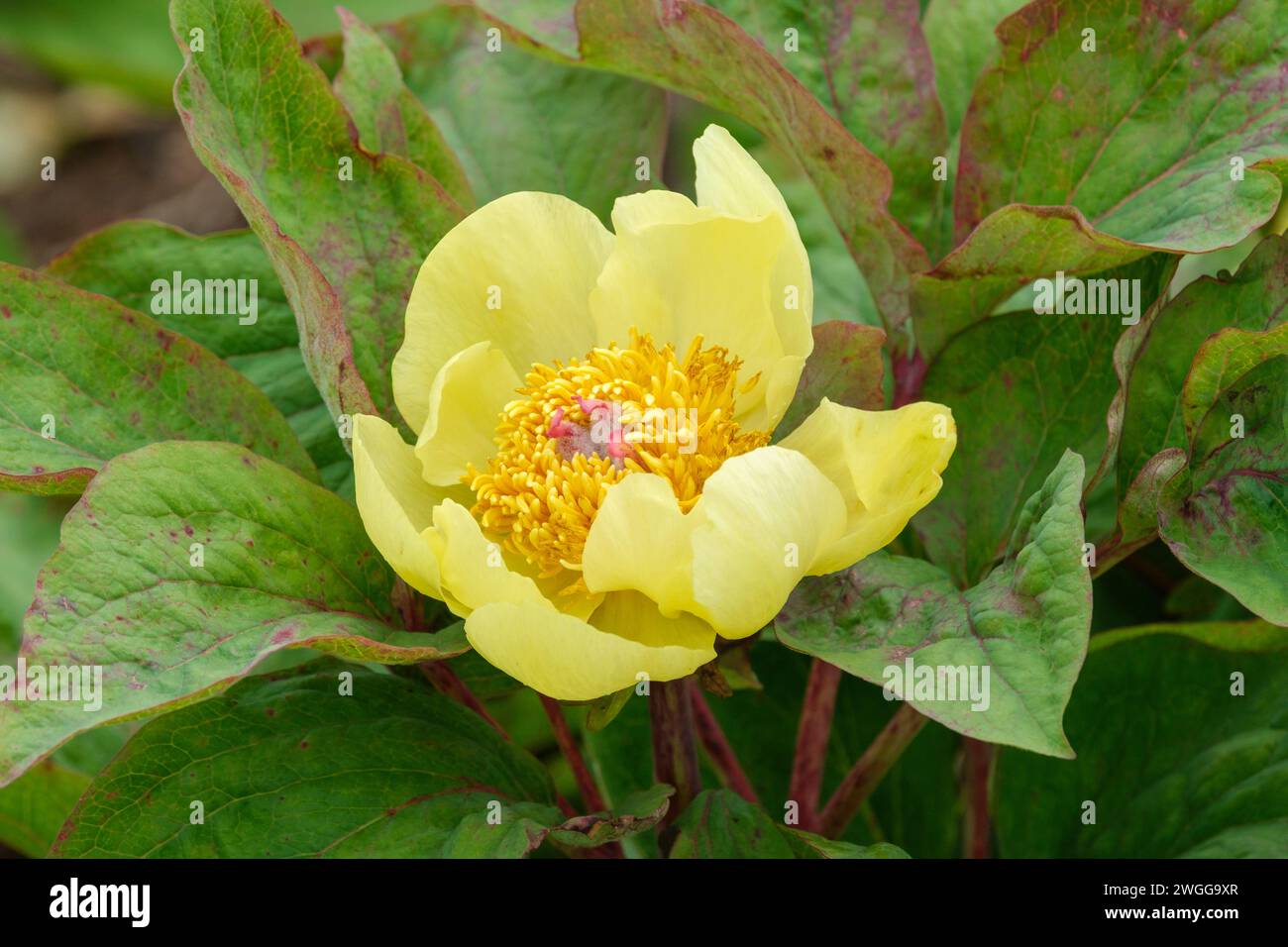 Paeonia daurica mlokosewitschii, la peonia di Mlokosewitch, la peonia di Paeonia lagodechiana fiori gialli a forma di ciotola, stami gialli profondi Foto Stock