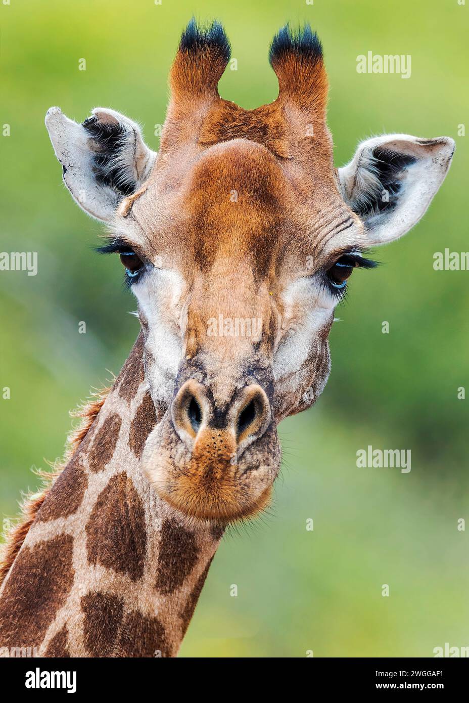 La giraffa Sud Africa Foto Stock
