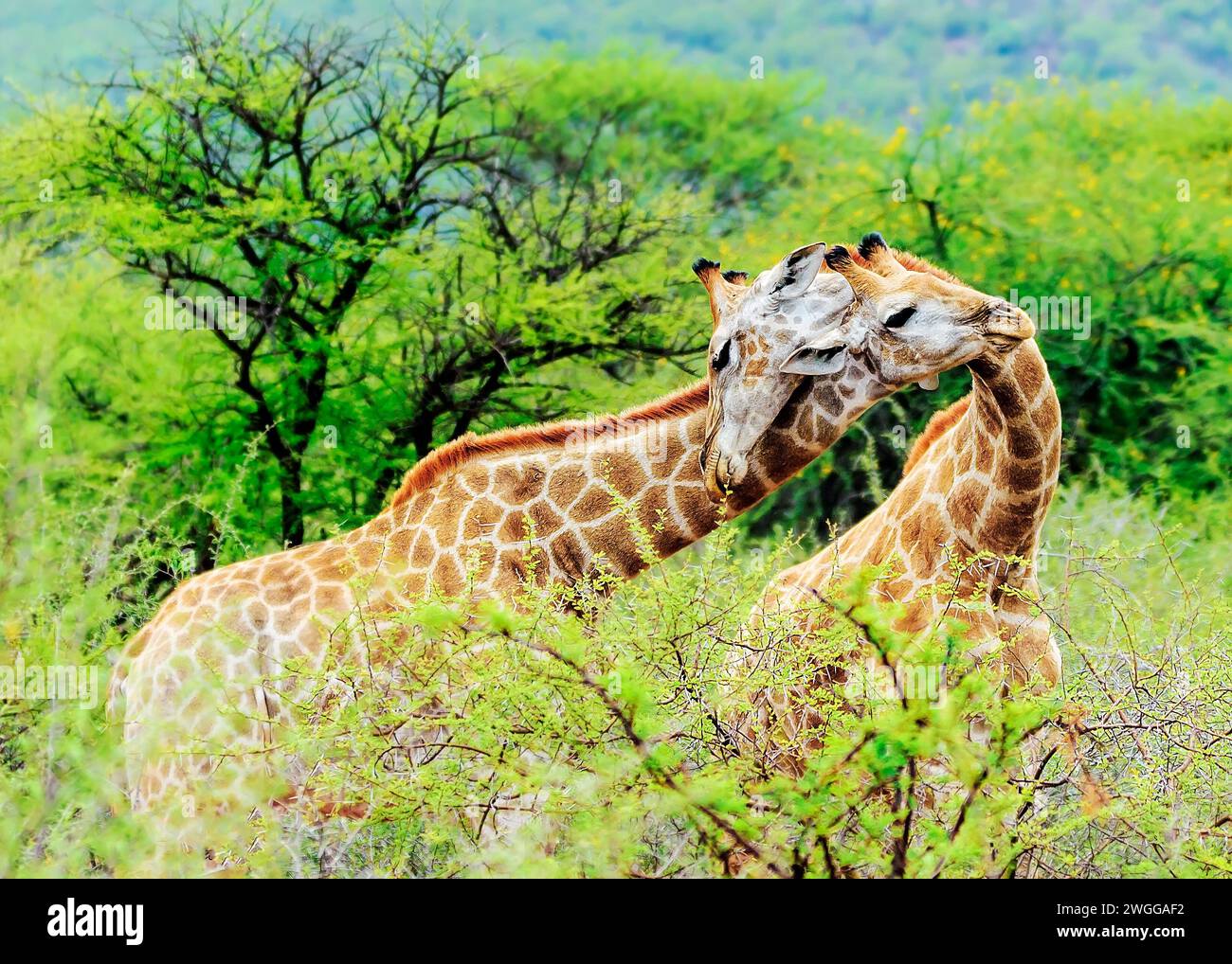 La giraffa Sud Africa Foto Stock