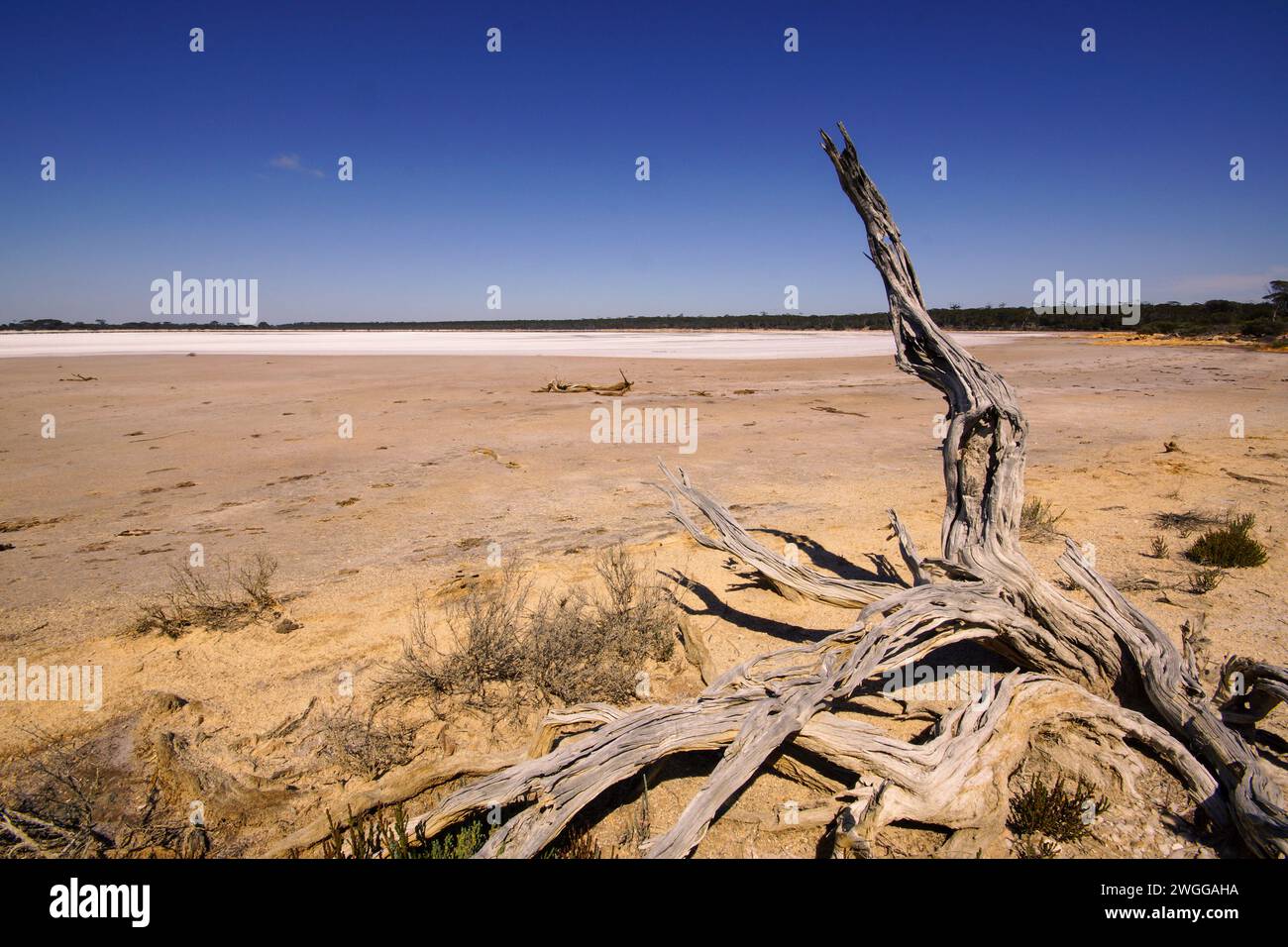 Vista panoramica di una regione arida: Ceppo di alberi morti sulla riva di un lago salato, Australia Occidentale Foto Stock
