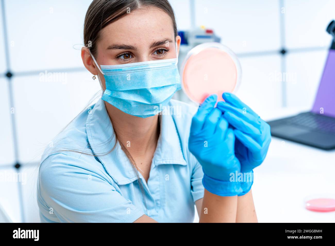 Ricerca su tessuti vegetali e colture di semi: Le capsule di Petri sono utilizzate in studi di coltura di tessuti vegetali e germinazione dei semi forniscono un ambiente controllato Foto Stock