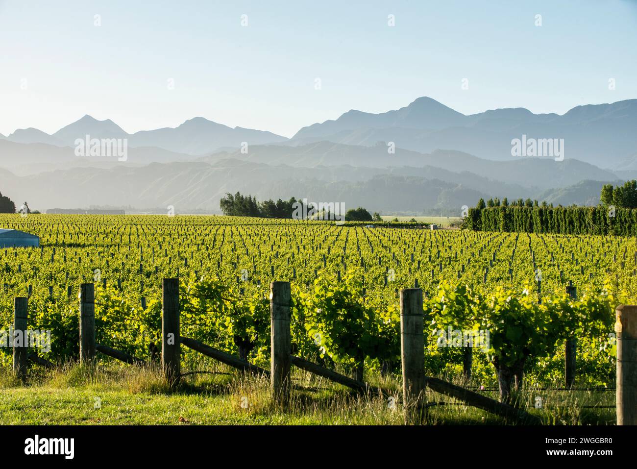 Vigneti nei pressi di Blenheim, nella regione di Marlborough, nuova Zelanda Foto Stock