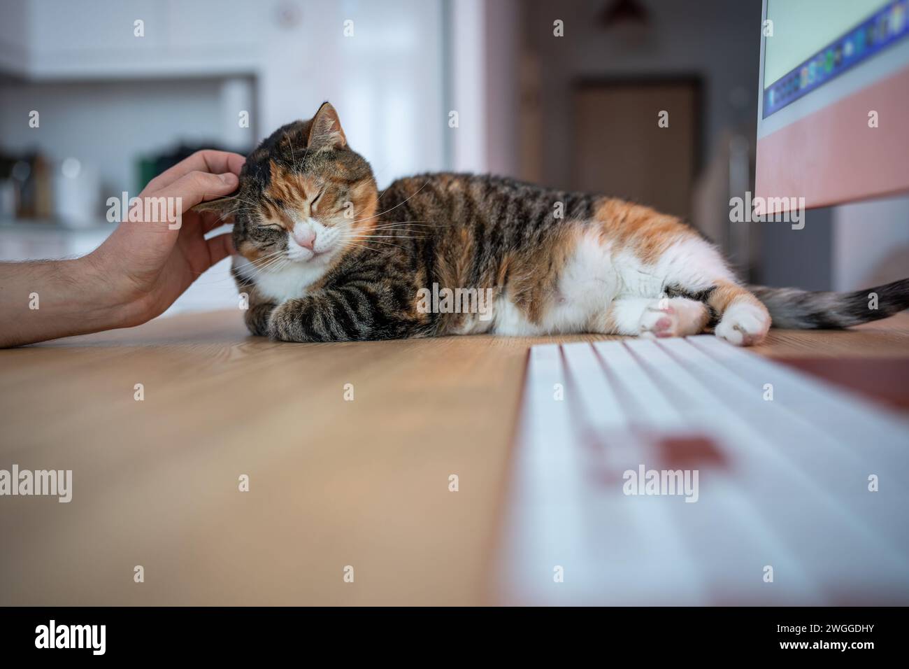 Gatto pigro disteso sulla scrivania accanto alla tastiera del computer, l'uomo tira l'orecchio. Persona che accarezza il grasso sonnolento Foto Stock