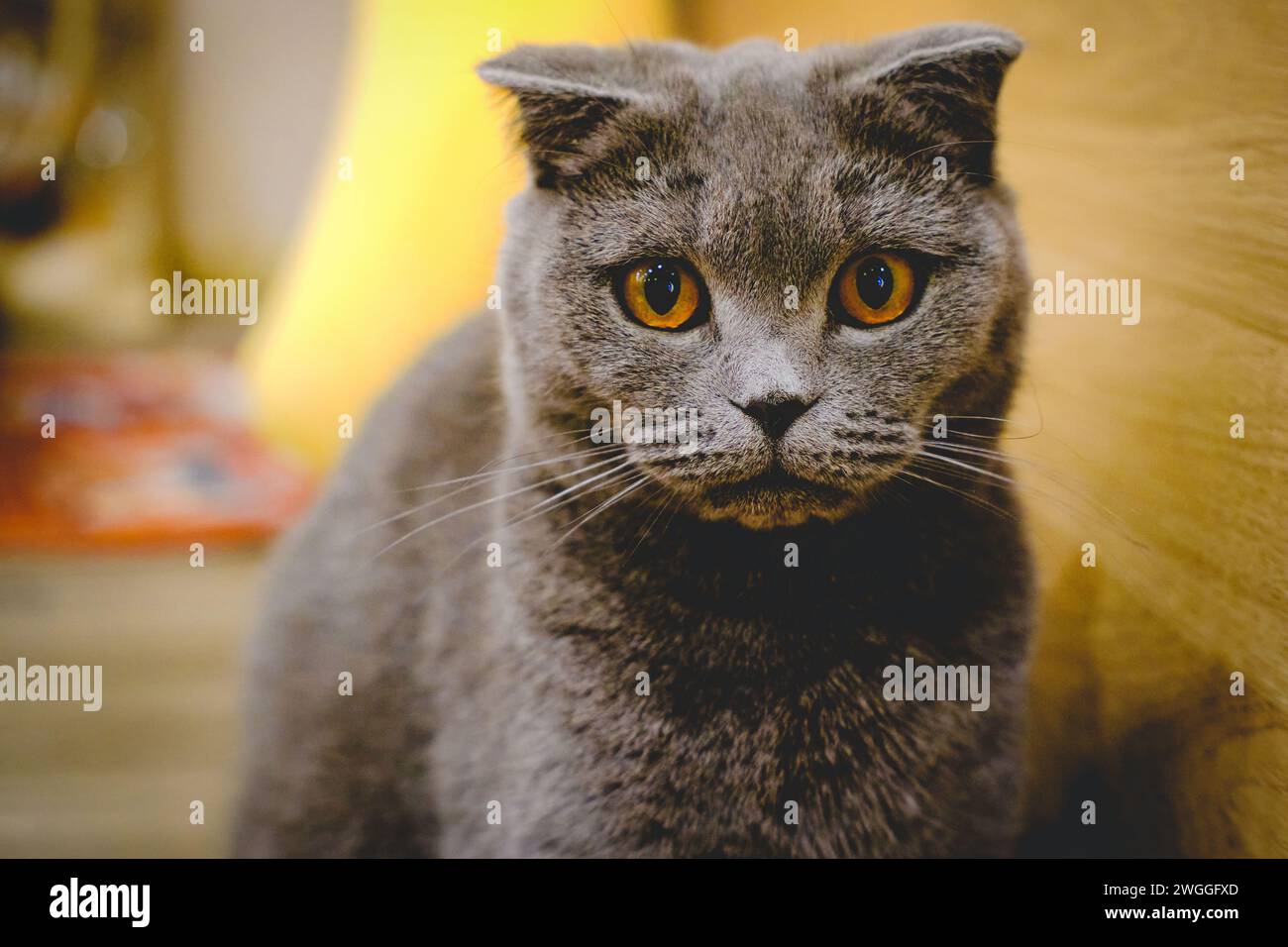 Un gatto britannico Shorthair che guarda la telecamera con una triste emozione Foto Stock