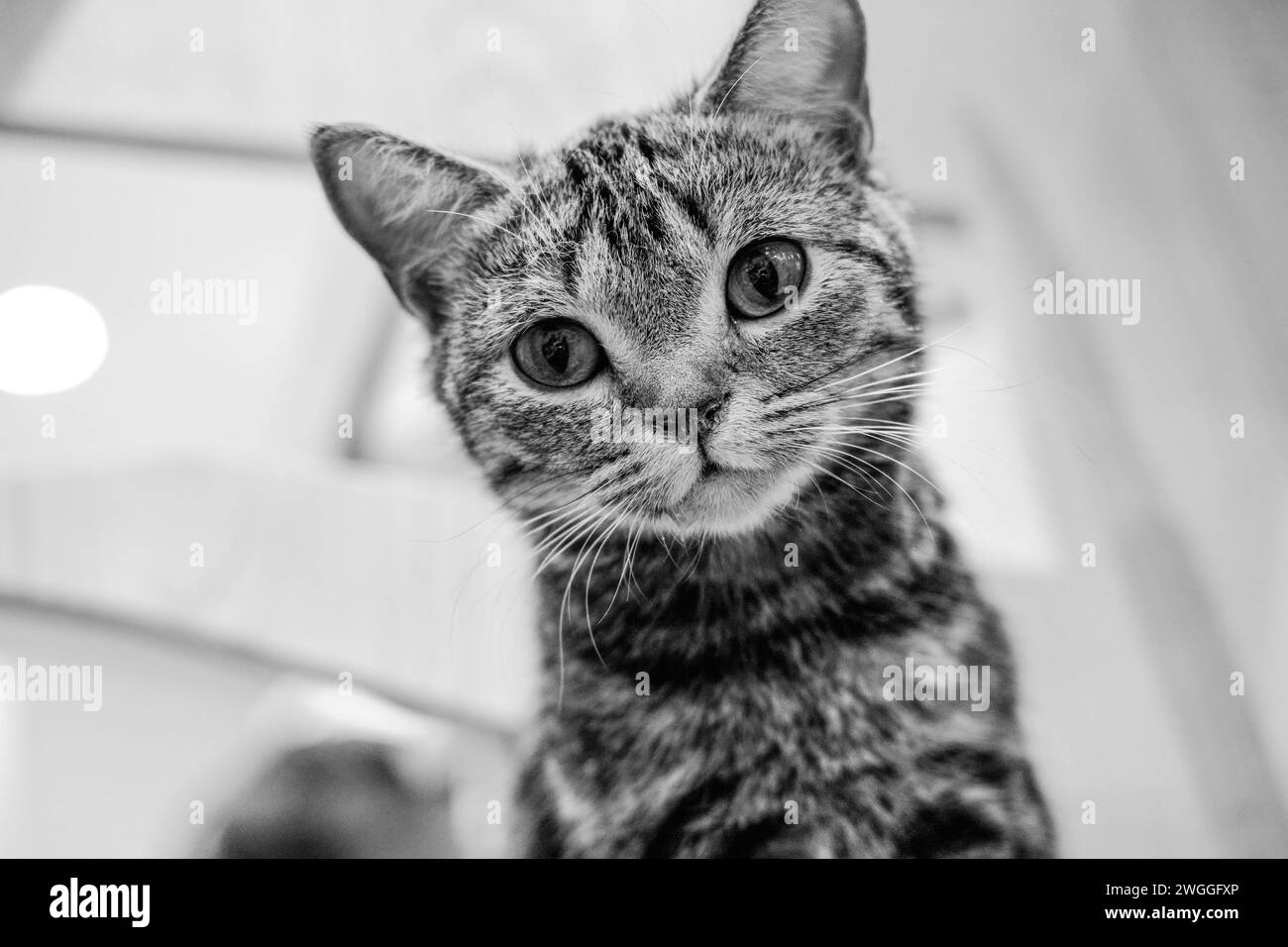 Un curioso felino arroccato su un palo guarda direttamente alla telecamera Foto Stock