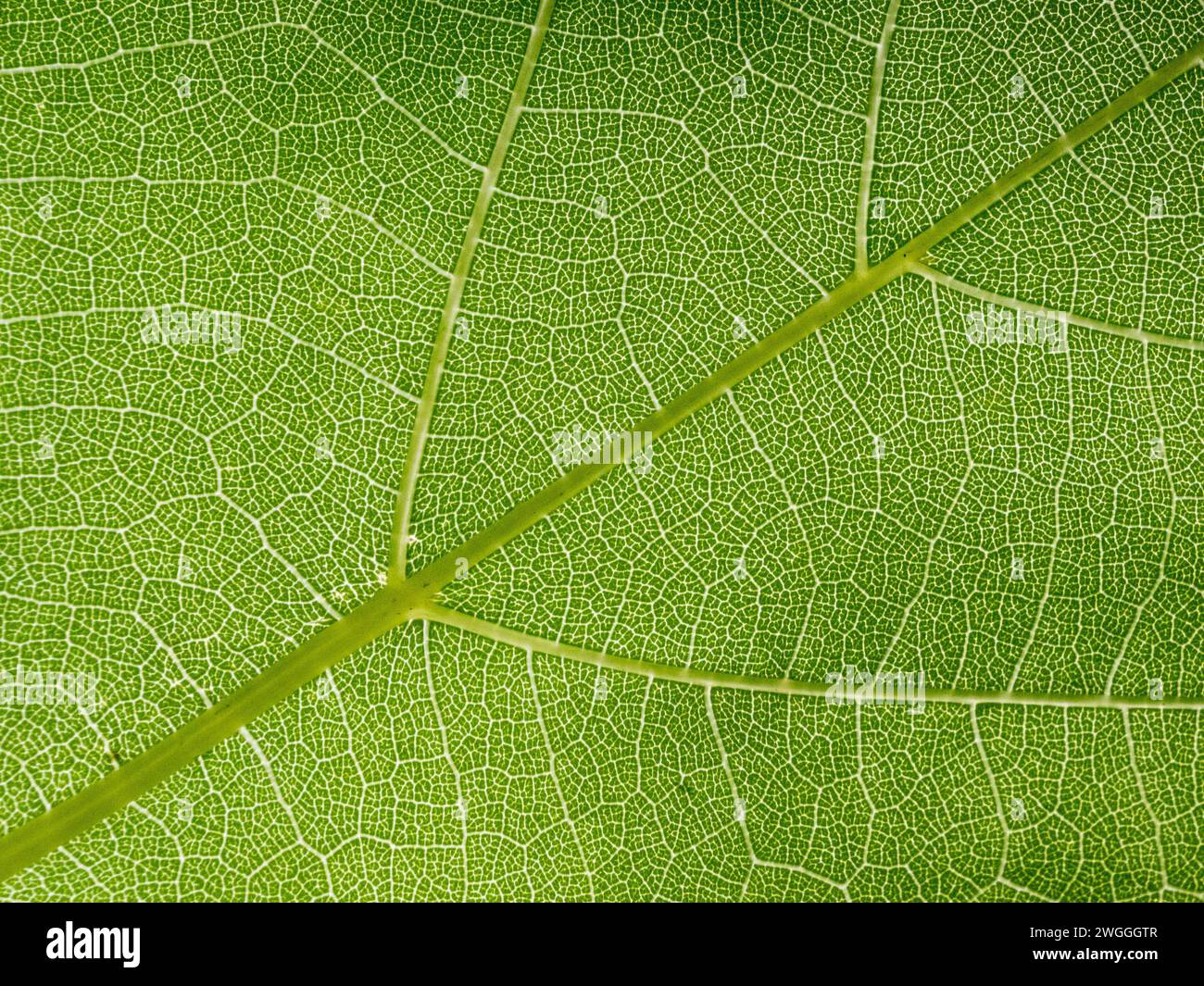 Uno shot ravvicinato di una superficie di foglia verde con texture intricate che visualizzano il sistema vascolare Foto Stock