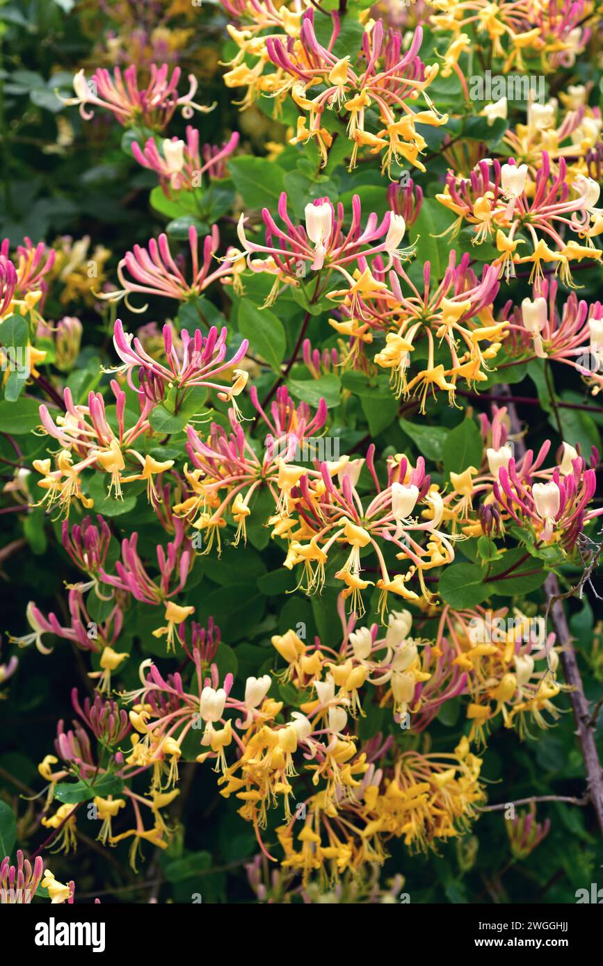 L'honeysuckle etrusca (Lonicera etrusca) è una pianta climber decidua originaria dell'Europa. Questa foto è stata scattata nella provincia di Burgos, Castilla-Leon, Spagna. Foto Stock