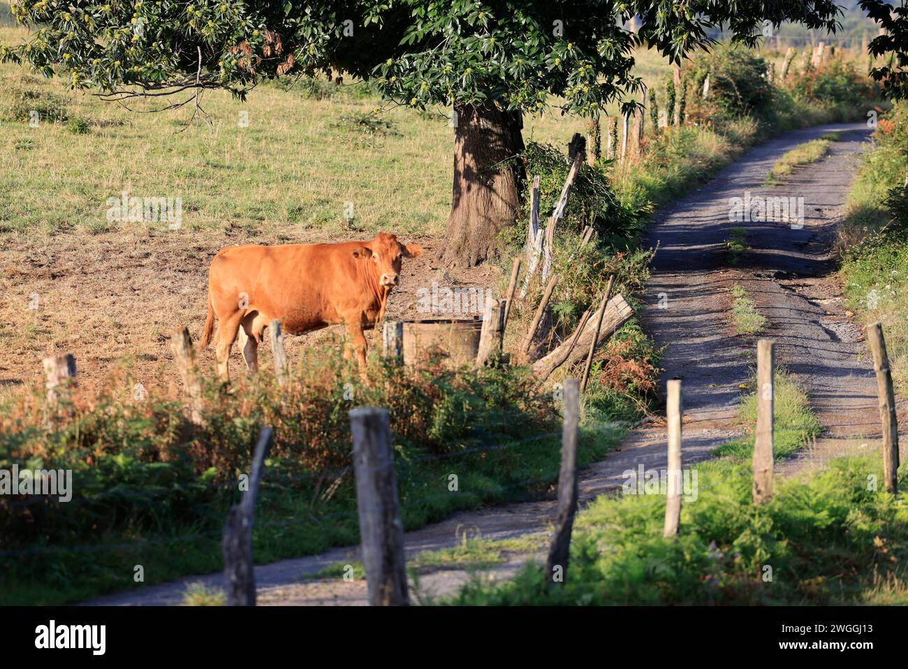 Mucche di manzo Limousin (madri e giovani) a Corrèze, nella campagna del Limousin. Questa razza di vacca Limousin è conosciuta a livello internazionale per l'ottima q Foto Stock