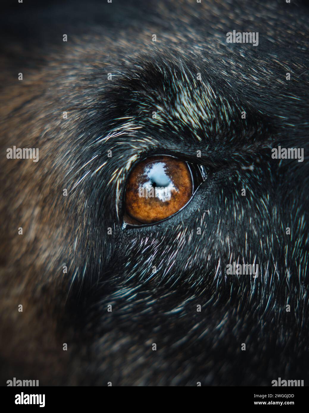 Un primo piano dell'occhio bruno espressivo di un cane Foto Stock