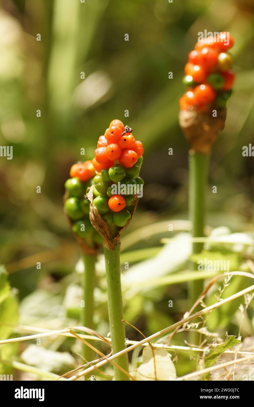Frutto dell'arum maculato a fine estate. Diffuso nei parchi e nelle foreste dell'Assia. Foto Stock