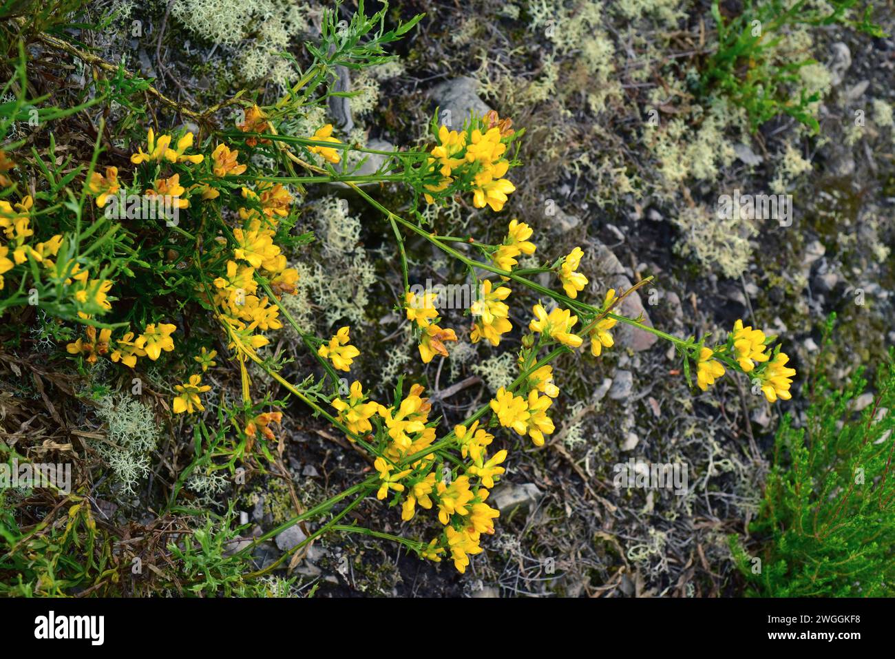 Carquesa (Genista tridentata o Chamaespertium tridentatum) è un arbusto originario della penisola iberica occidentale e del Marocco settentrionale. Questa foto è stata scattata Foto Stock