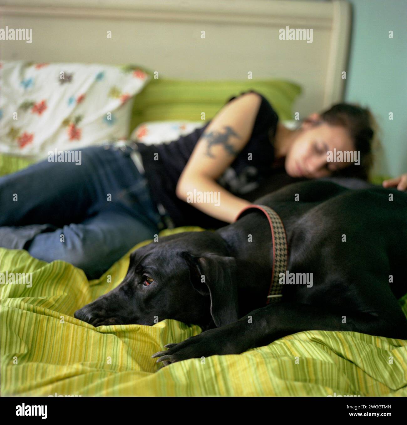 La giovane donna e il suo cane si rilassano insieme mentre sdraiati sul letto (grande danese). Foto Stock