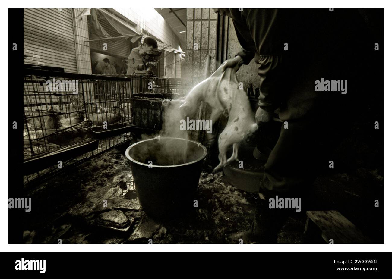 Un macellaio prepara un cane per essere bollito. Foto Stock
