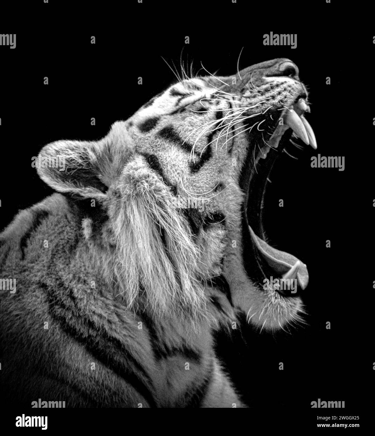 Tiger mette a disposizione i suoi terrificanti denti, LO ZOO DI BLACKPOOL, Regno Unito, IMMAGINI STRAORDINARIE scattate nei giardini zoologici del Regno Unito mostrano le mascelle spalancate dei nostri predatori più temibili. Foto Stock