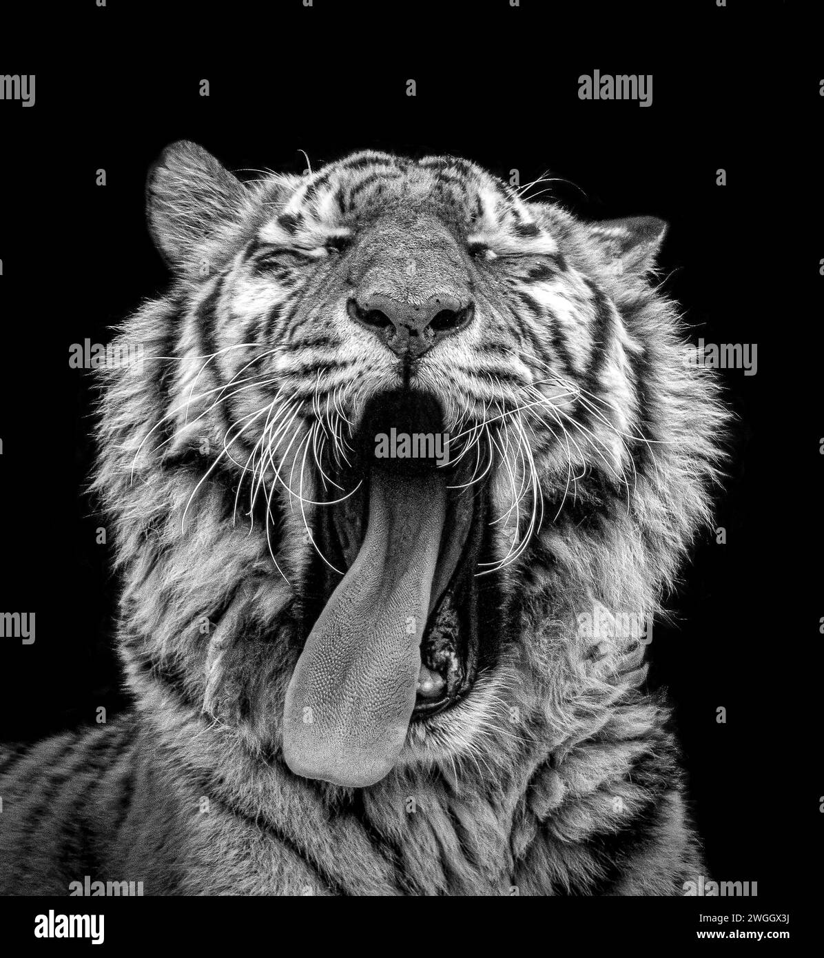 Una tigre pronta per un pisolino DI gatto, LO ZOO DI BLACKPOOL, Regno Unito, IMMAGINI STRAORDINARIE scattate negli zoo di tutto il Regno Unito mostrano anche le mascelle spalancate dei nostri predatori più temibili. Foto Stock