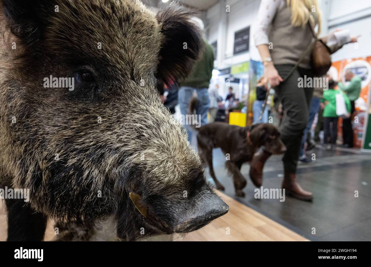 Messe Jagd und Hund Ein ausgestopfter Eber schaut auf derMesse Jagd und Hund auf die Besucher, aufgenommen am 03.02.2024 in Dormund Dortmund Deutschland *** Messe Jagd und Hund Un cinghiale ripieno guarda i visitatori alla fiera Jagd und Hund, fotografata il 03 02 2024 a Dormund Dortmund Germania Foto Stock