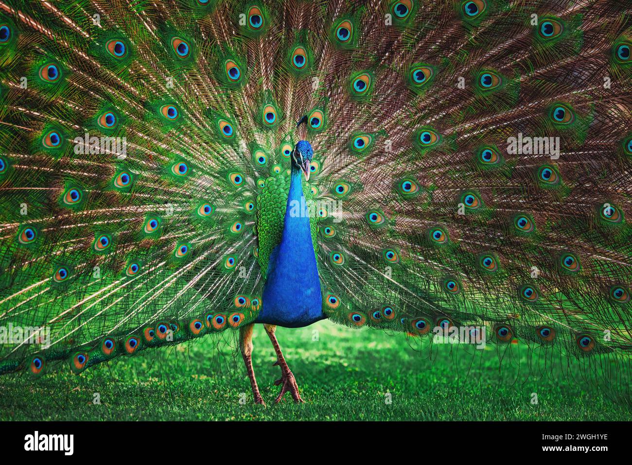 Uccello pavone con coda aperta a ventaglio, colorato motivo di piume di pavone Foto Stock
