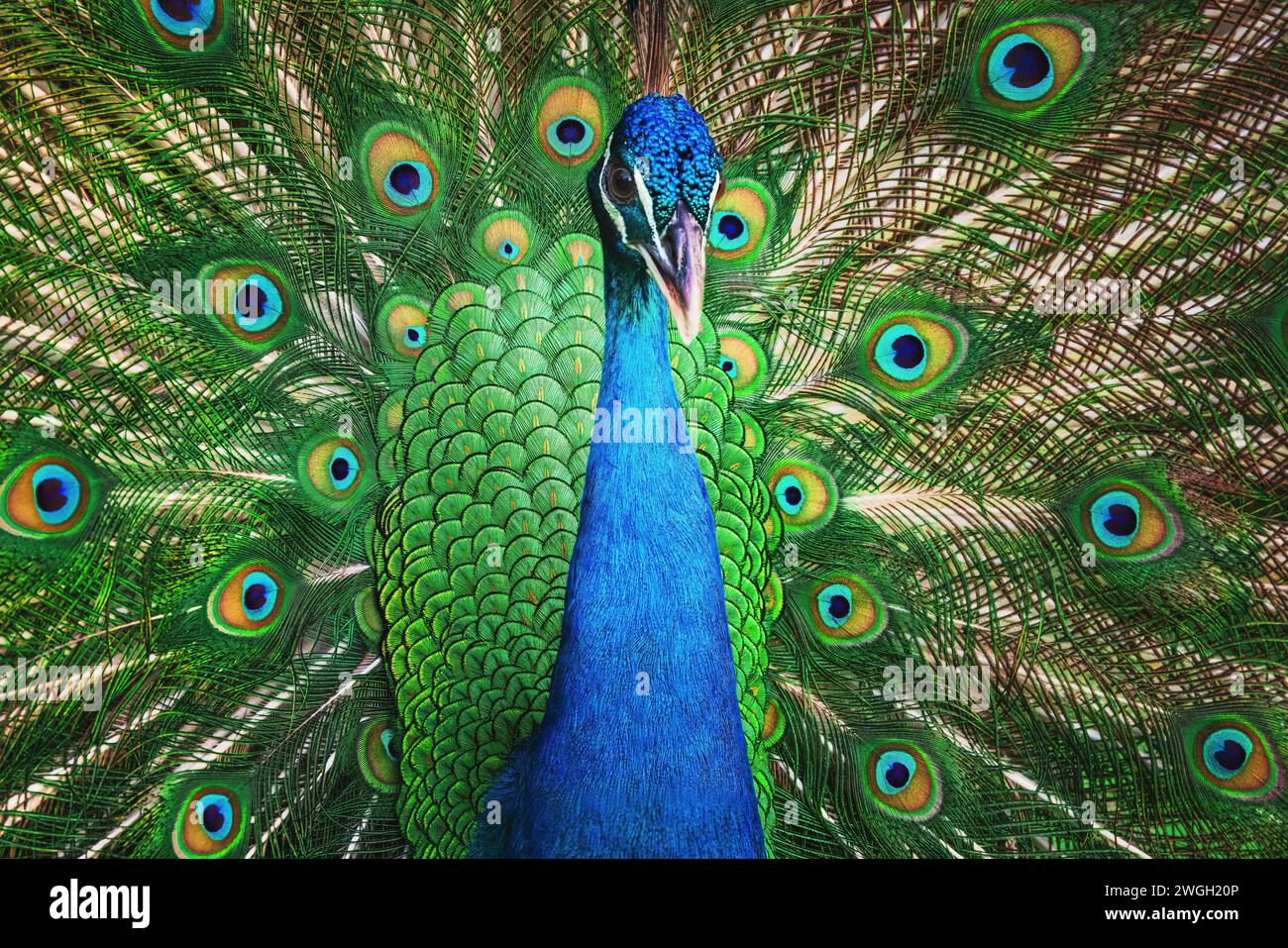 Uccello pavone con coda aperta a ventaglio, colorato motivo di piume di pavone Foto Stock