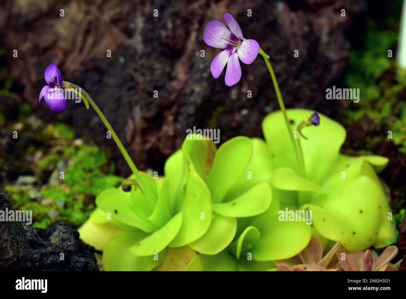 Il butterwort messicano (Pinguicula emarginata) è una pianta carnivora o insettivora endemica di Veracuz, Messico. Foto Stock