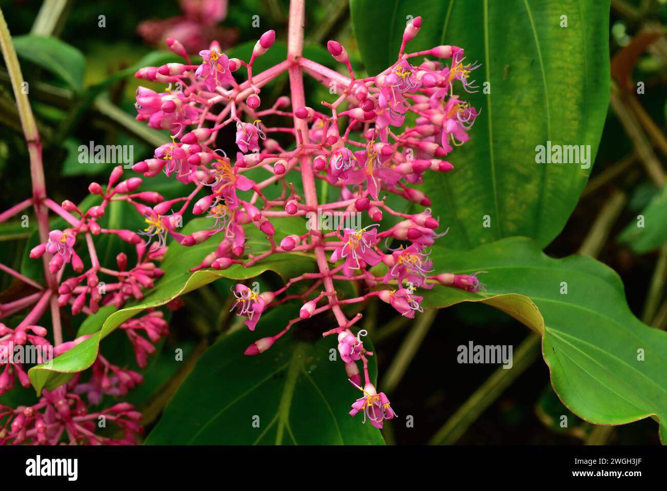 L'uva rosa o medinilla showy (Medinilla magnifica) è una pianta epifitica originaria delle Filippine. Pianta fiorente. Foto Stock
