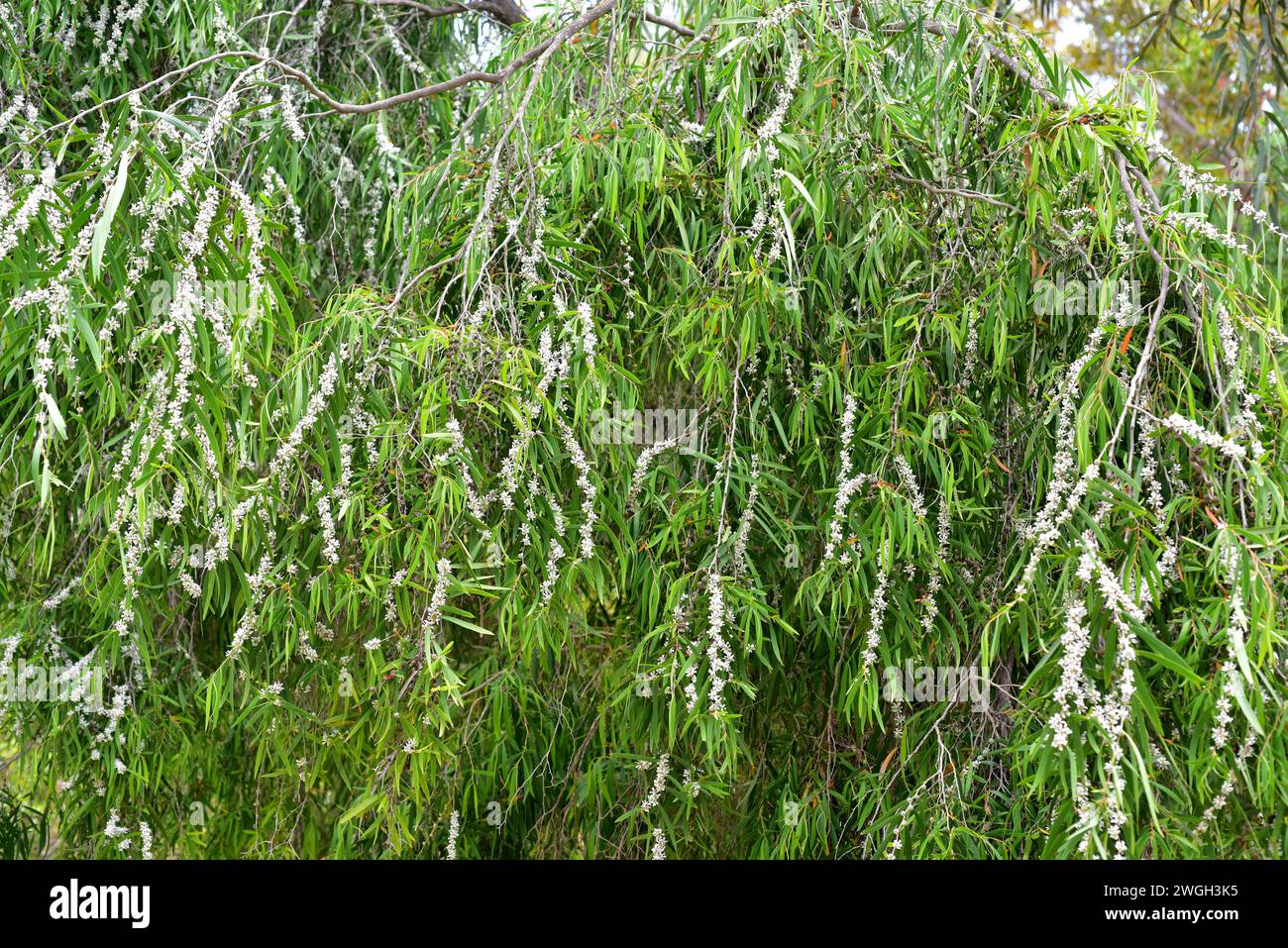 La menta piperita australiana (Agonis flexuosa) è un albero originario delle coste del sud-ovest dell'Australia. Pianta fiorente. Foto Stock