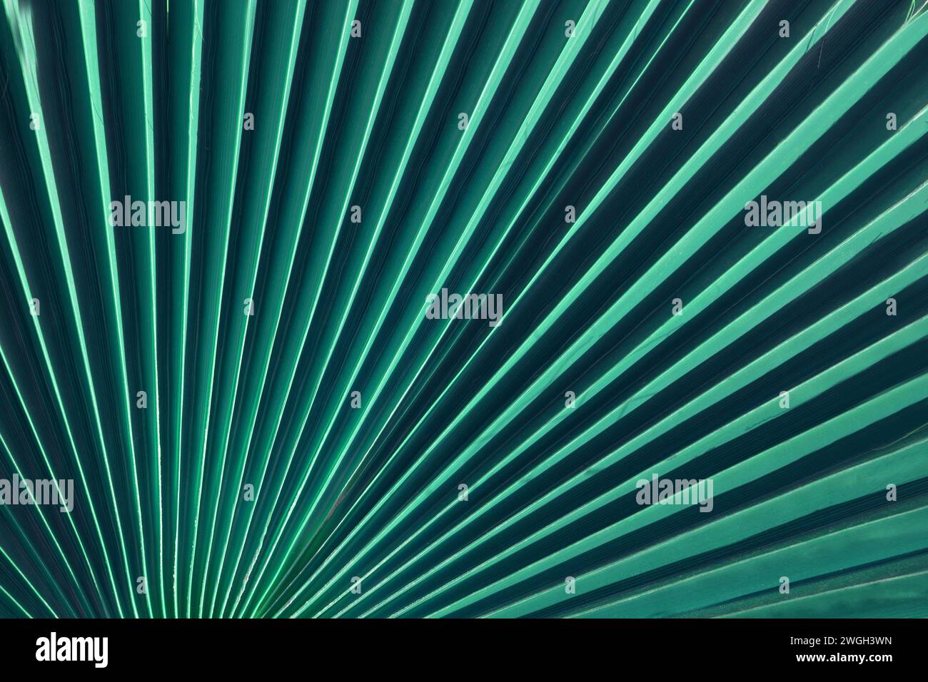 Primo piano di linee verdi di foglie di palma che creano un motivo radiale geometrico e una texture astratta naturale. Foto Stock